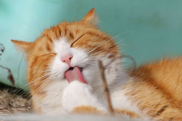 negozi e pensioni per animali a chiari
